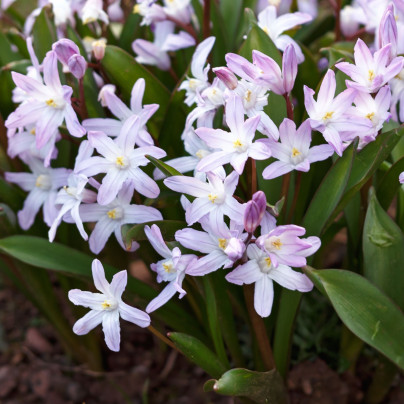 Ladonička Pink Giant - Chionodoxa forbesii - cibule ladoniček - 5 ks