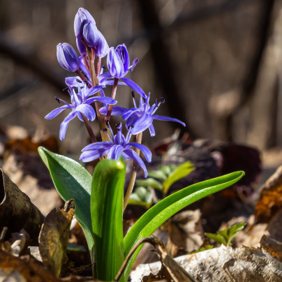 Ladoňka dvoulistá modrá - Scilla bifolia blue - cibule ladoňek - 3 ks