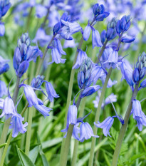 Ladoňka zvonkovitá modrá - Scilla campanulata - cibule ladoněk - 3 ks