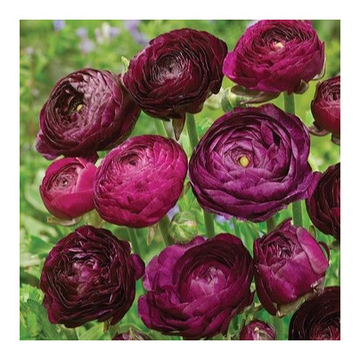 Pryskyřník Tomer Purple - Ranunculus asiaticus - hlízy pryskyřníků - 3 ks