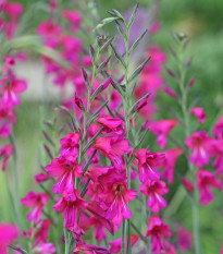 Mečík obecný - Gladiolus byzantinus - hlízy gladiol - 3 ks