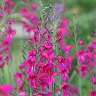 Mečík obecný - Gladiolus byzantinus - hlízy gladiol - 3 ks