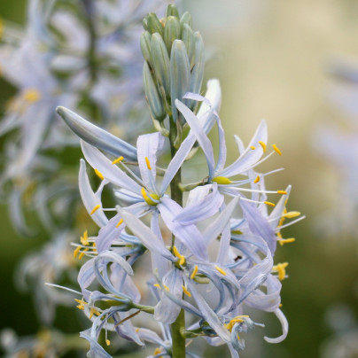 Ladoník bleděmodrý - Camassia cusickii - cibule ladoníků - 2 ks