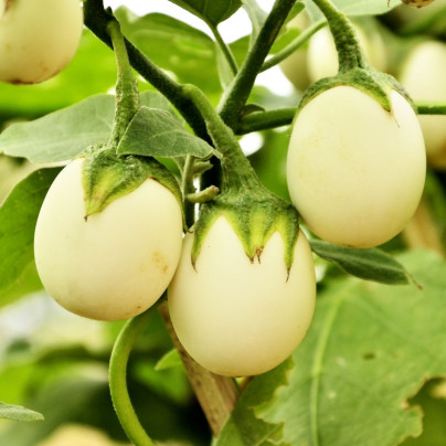 Lilek vejcoplodý Eierbaum - Solanum melongena - osivo lilku - 20 ks