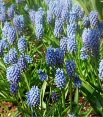 Modřenec arménský - Muscari armeniacum - cibule modřenců - 5 ks