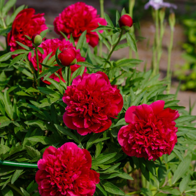 Pivoňka lékařská Rubra Plena - Paeonia officinalis - hlízy pivoňek - 1 ks