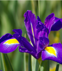 Kosatec holandský Saphire Beauty - Iris hollandica - cibulky kosatců - 3 ks