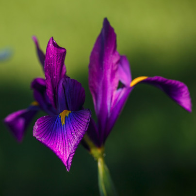 Kosatec holandský Purple Sensation - Iris hollandica - cibulky kosatců - 3 ks