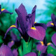 Kosatec holandský Purple Sensation - Iris hollandica - cibulky kosatců - 3 ks