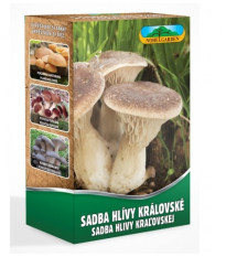 Hlíva královská máčková - Pleurotus ery - sadba - 250 ml