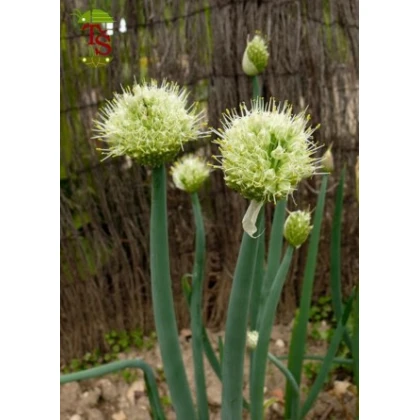 Cibule sečka - Allium fistulosum L. - osivo cibule - 1 g