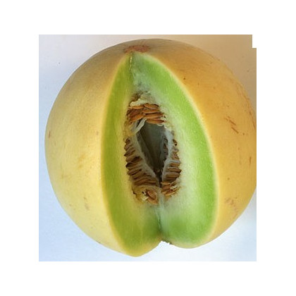 Meloun cukrový - Cucumis melo - osivo melounu - 5 ks