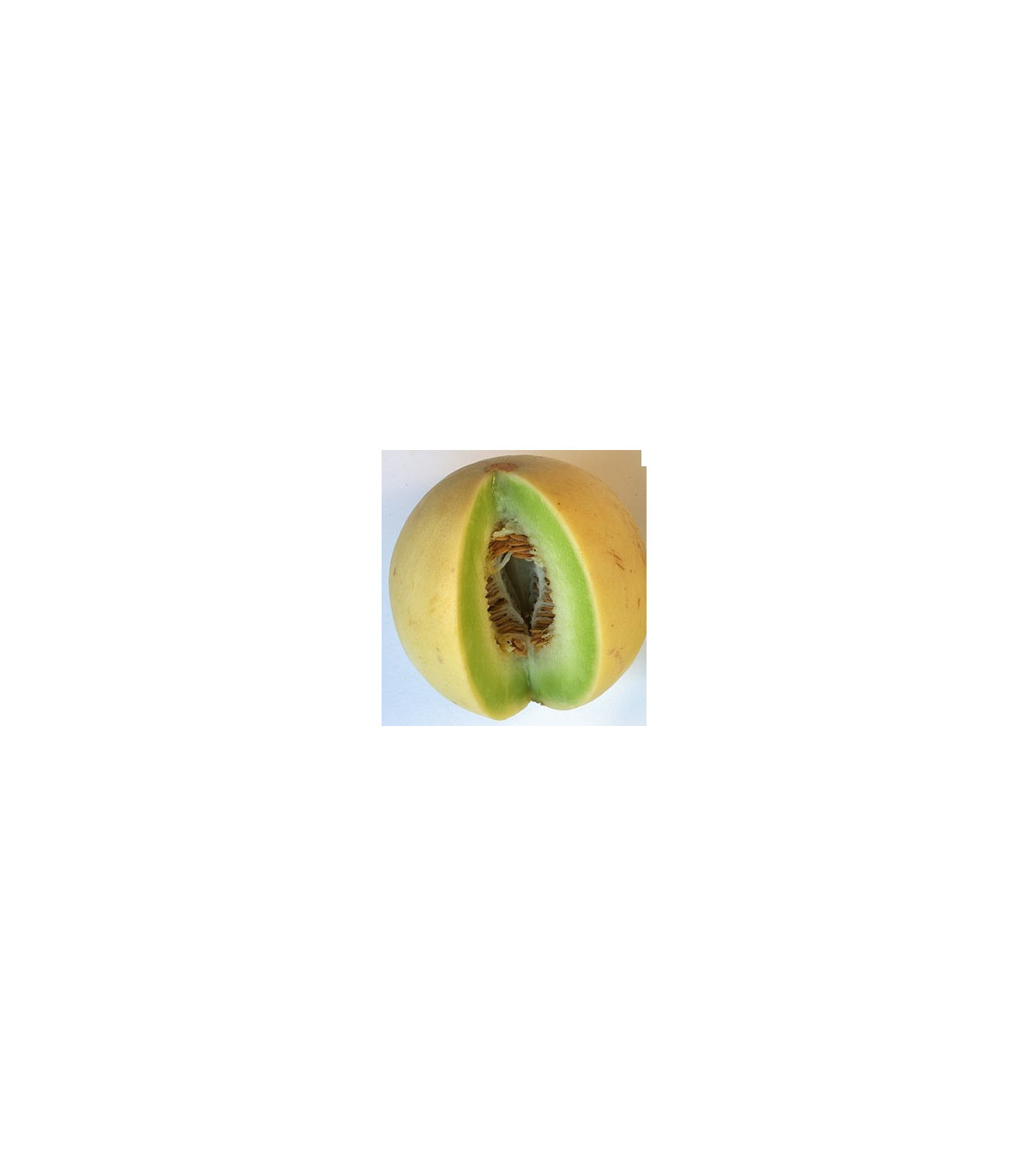 Meloun cukrový - Cucumis melo - osivo melounu - 5 ks