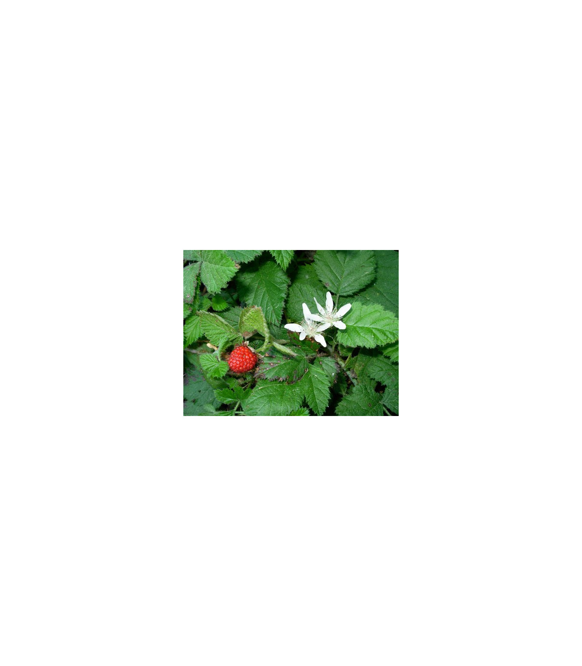 Ostružiník - Maliník - Rubus Leucodermis - osivo ostružiníku - 5 ks