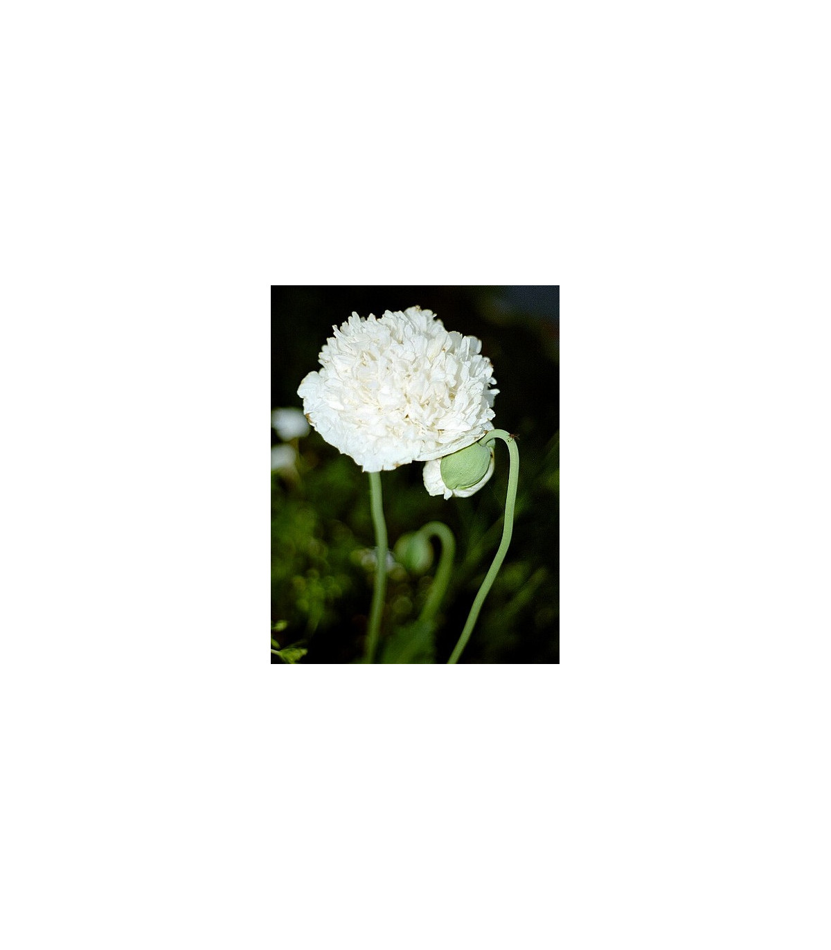 Mák setý bílý - Papaver paeoniflorum - semena máku - 0,1 gr