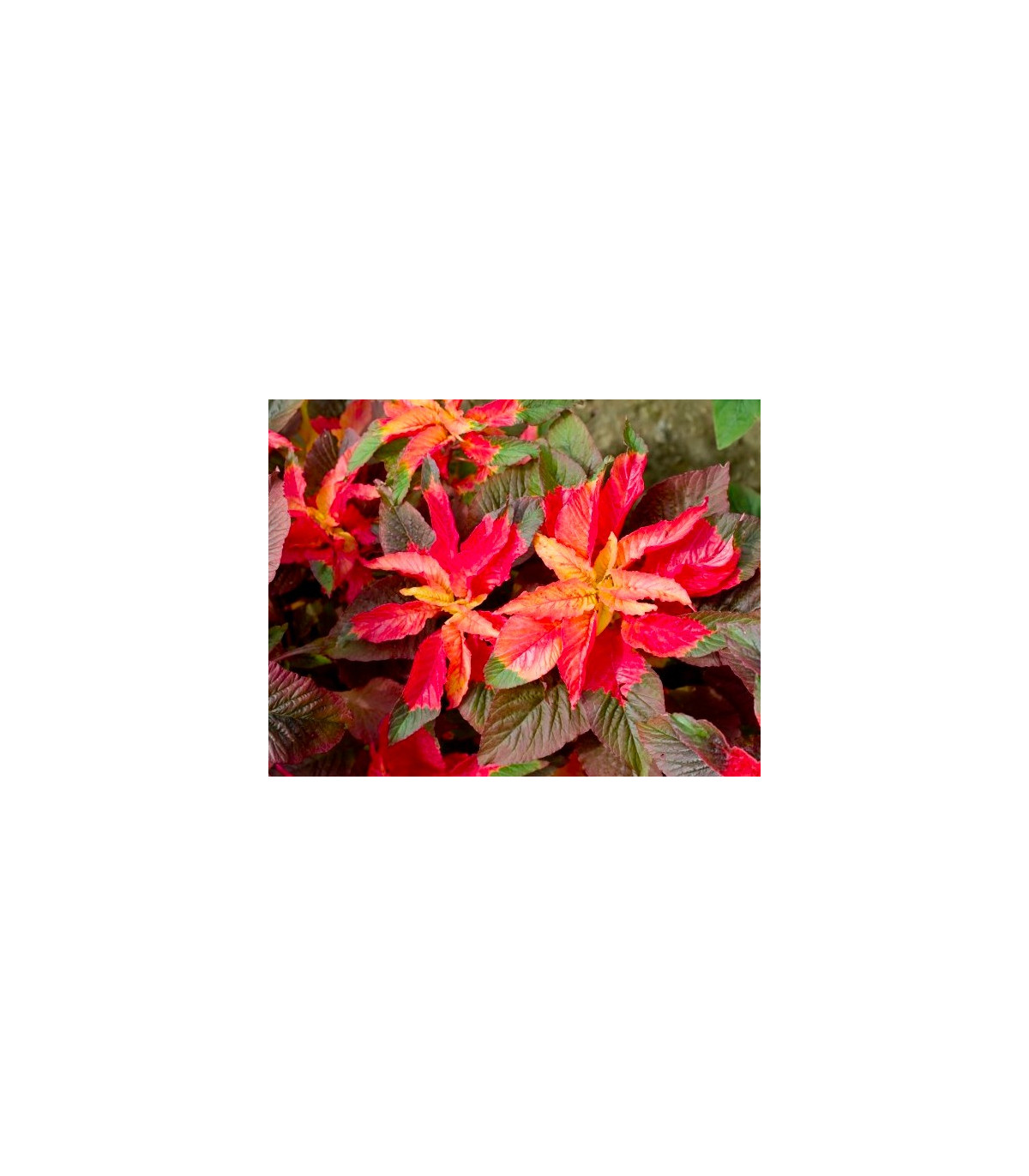 Laskavec tricolor - Amaranthus tricolor - osivo laskavce - 0,2 g