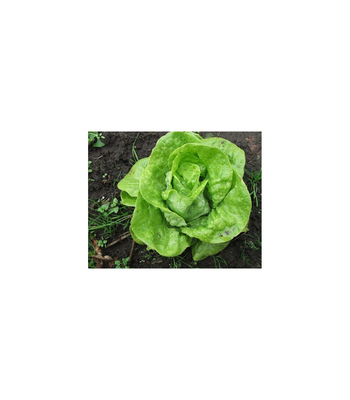 Salát hlávkový k rychlení- Lactusa sativa- semena salátu- 400 ks
