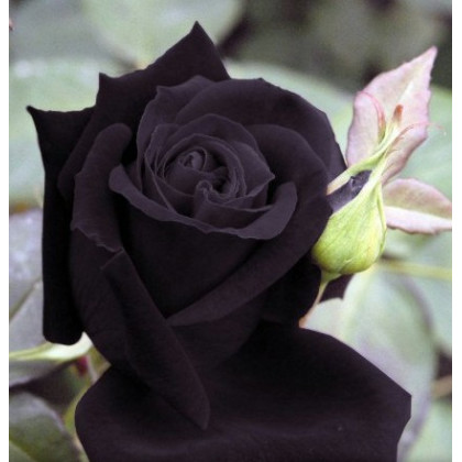 Růže černá Maroon - Rosa - osivo růží - 5 ks
