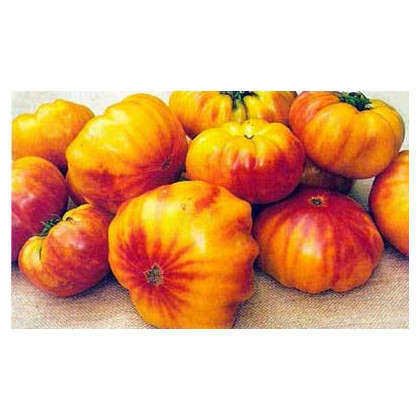 Rajče dvoubarevné - Lycopersicon esculentum - osivo rajčat - 6 ks