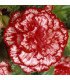 Begonie plnokvětá Marmorata - Begonia tuberhybrida - hlízy begónie - 2 ks