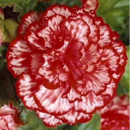 Begonie plnokvětá Marmorata - Begonia tuberhybrida - hlízy begónie - 2 ks