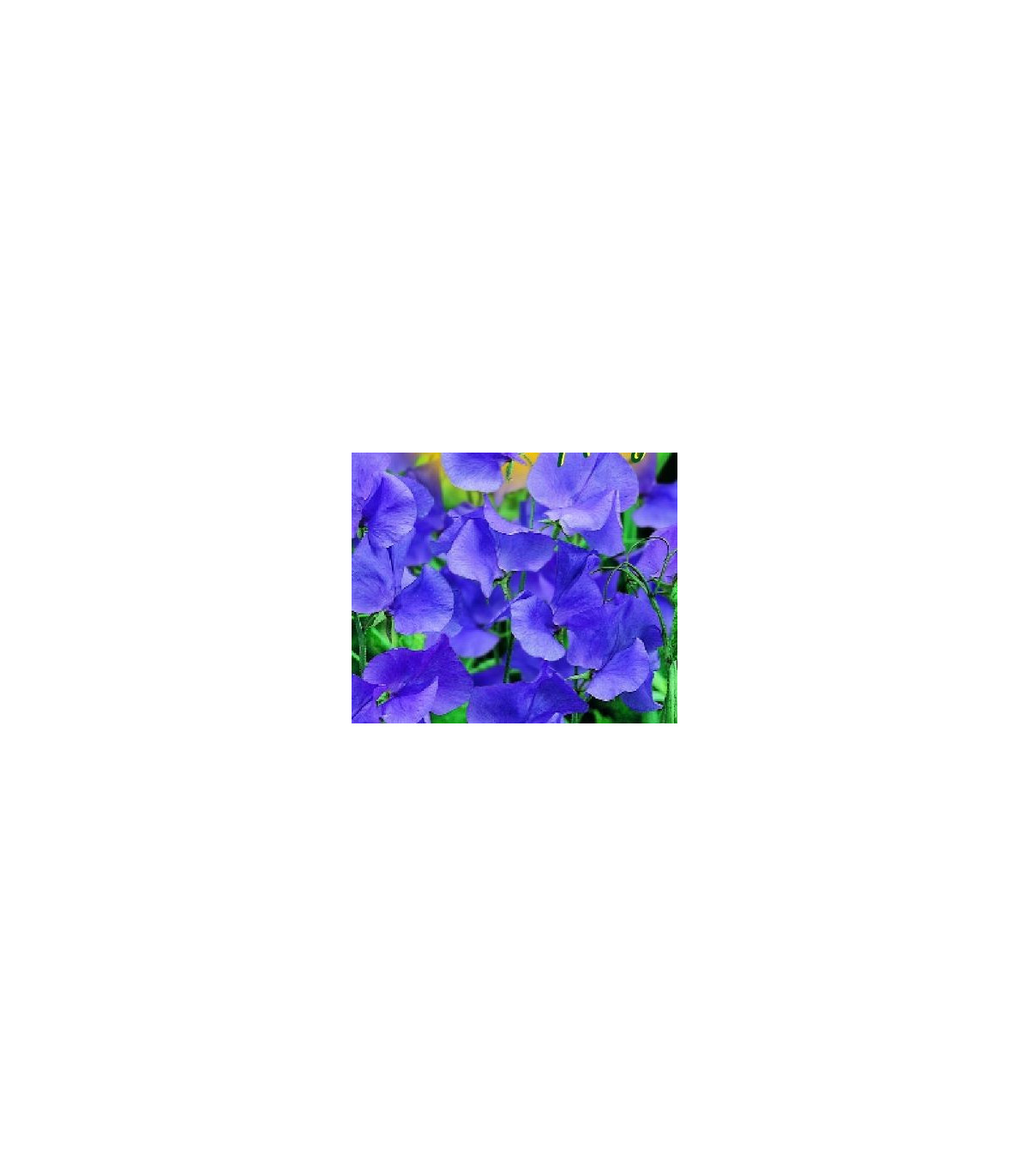 Hrachor pnoucí modrý - Lathyrus odoratus - osivo hrachoru - 20 ks