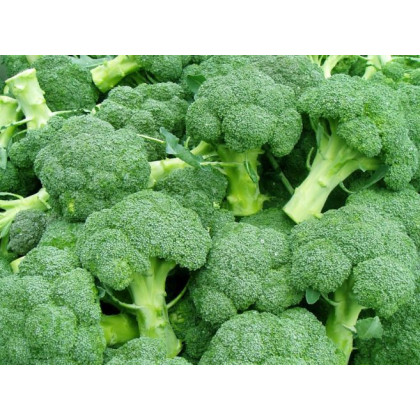 Brokolice Leonora - Brassica oleracea - osivo brokolice - 100 ks