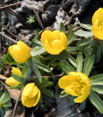 Talovín - Eranthis cilicica - cibule talovínu - 3 ks