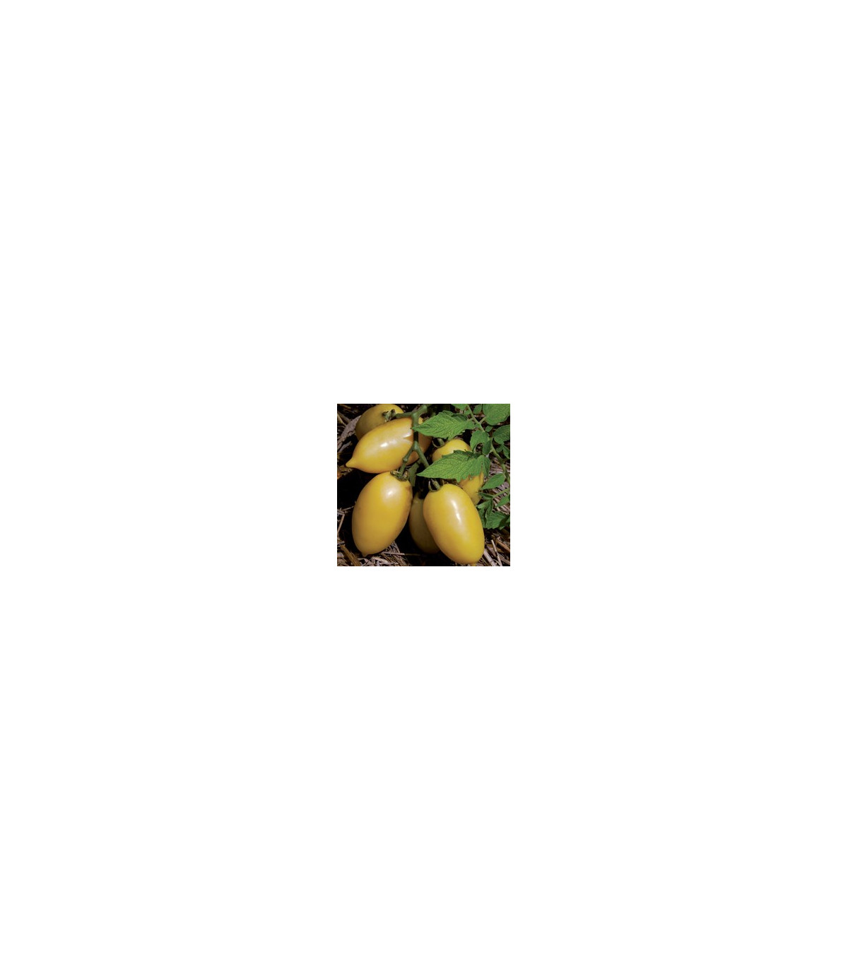 Rajče- Párek- semena- 6 ks - Solanum lycopersicum