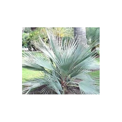 Palma stříbrná - Nannorrhops arabica - osivo palmy - 3 ks