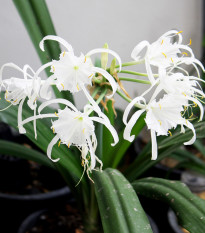 Nerine bílá - Nerine alba - hlízy nerine - 1 ks