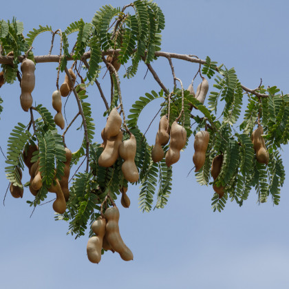 Tamarind indický - Tamarindus indica - osivo tamarindu - 5 ks