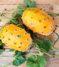 Kiwano - Africký meloun - Cucumis metuliferus - osivo kiwana - 8 ks