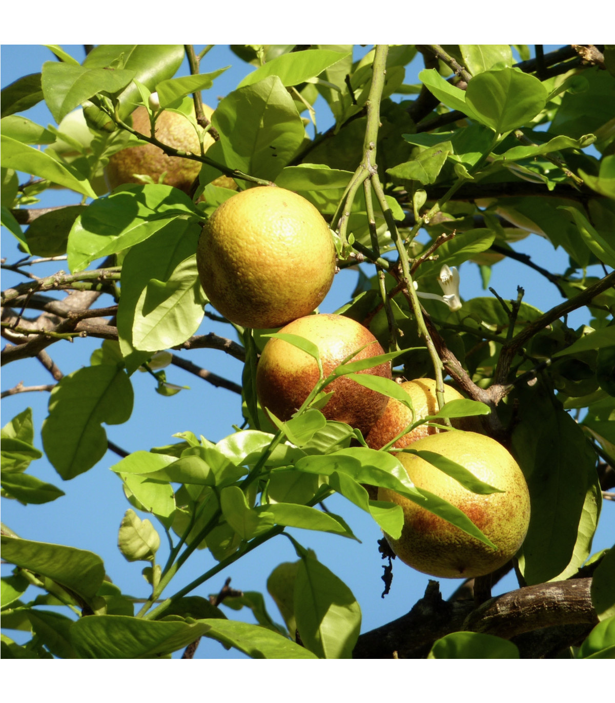 Guave - Psidium guajava - osivo guáve - 4 ks