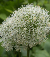 Česnek Mount Everest - Allium - cibule česneků - 1 ks