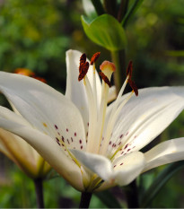 Lilie White Tiger - Lilium - cibule lilií - 1 ks