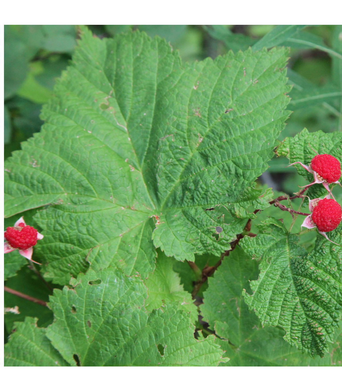 Ostružiník nutkajský- Rubus Parviflorus- semena Ostružníku- 5 ks
