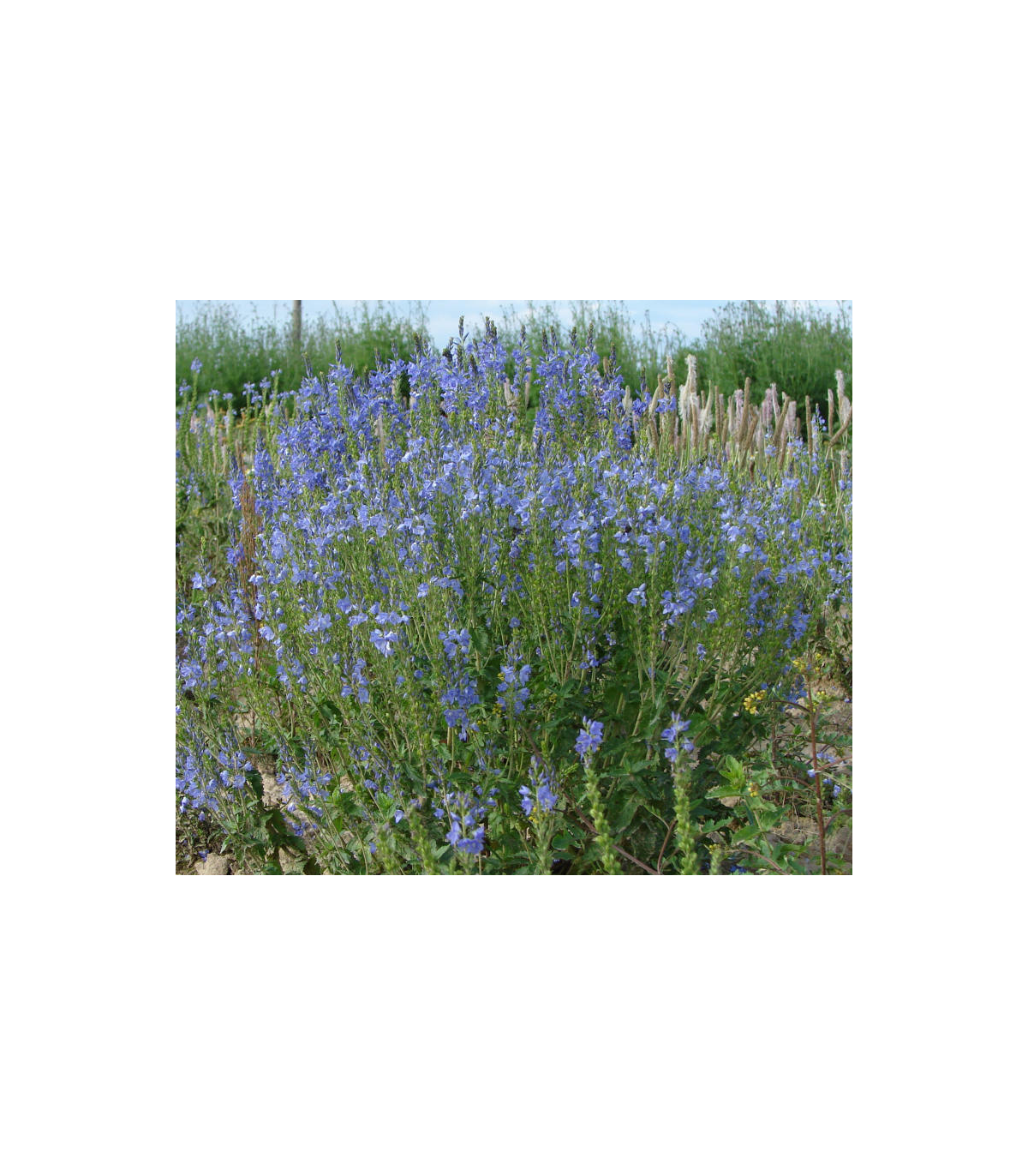 Modrá louka zvonečková - osivo Planta Naturalis - směs lučních květin a trav - 10 g