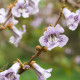 Paulovnie catalpifolia - Paulownia catalpifolia - osivo paulovnie - 15 ks