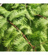 Metasekvoj čínská - Metasequoia glyptostroboides - osivo metasekvoje - 10 ks