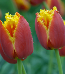 Tulipán Lambada - Tulipa - cibule tulipánů - 3 ks