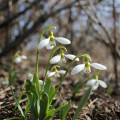 Sněženka Elwésova - Galanthus elwesii - cibule sněženek - 3 ks