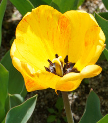 Tulipán Golden Apeldoorn - Tulipa - cibule tulipánů - 3 ks