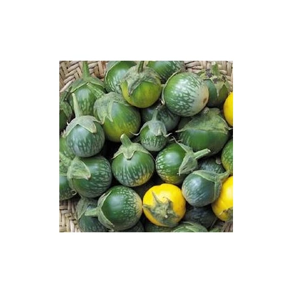 Lilek Zelený tygr - Baklažán - Solanum melongena - osivo lilku - 6 ks