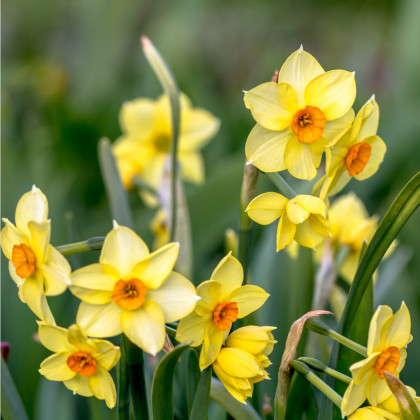 Narcis Suzy - Narcissus - cibule narcisů - 3 ks