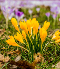 Krokus Golden Yellow - Crocus vernus - hlízy krokusů - 3 ks