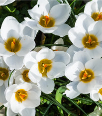 Krokus Ard Schenk - Crocus chrysanthus - hlízy krokusů - 3 ks