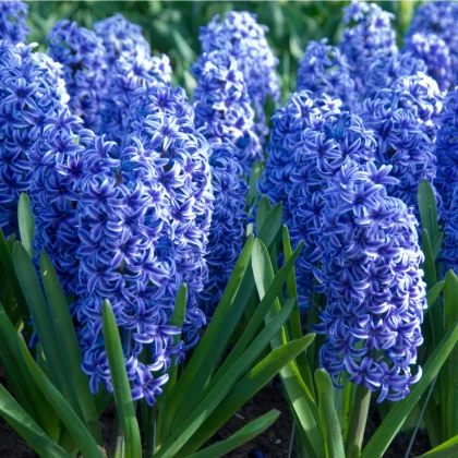 Hyacint Blue jacket - Hyacinthus - cibule hyacintů - 1 ks