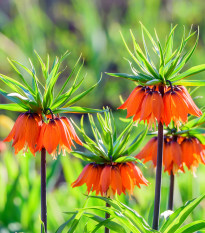 Řebčík královský - Fritillaria imperialis aurora - cibule řebčíků - 1 ks