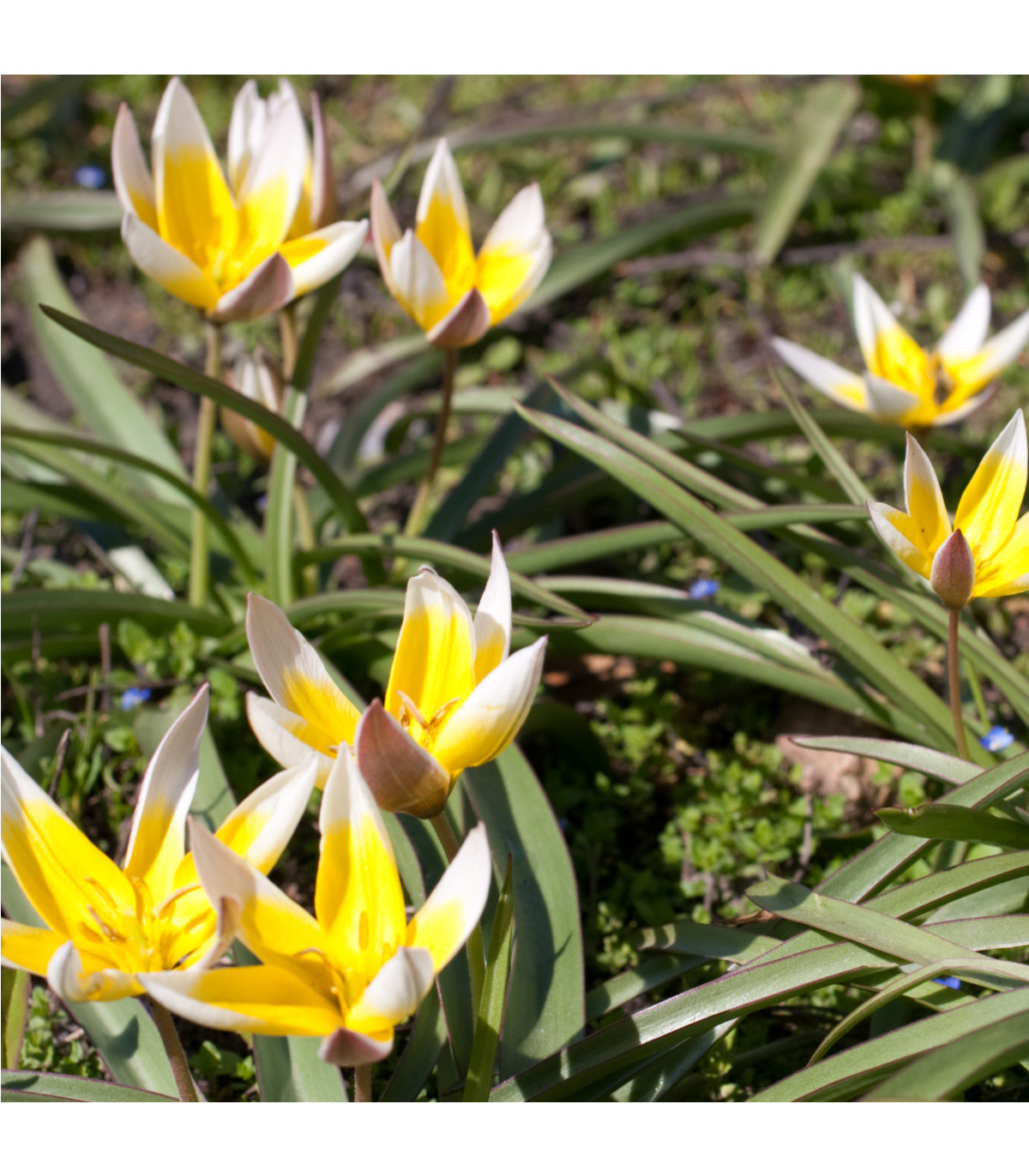 Tulipán pozdní Tarda - Tulipa - cibule tulipánů - 3 ks